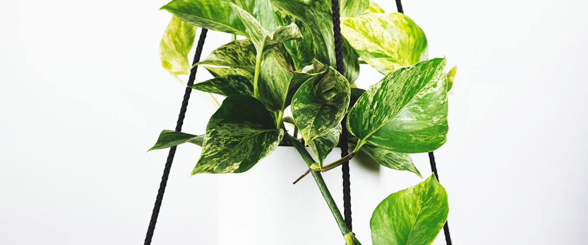 世界杯决赛颁奖典礼瞬间 - 阿根廷队高举大力神杯庆祝胜利